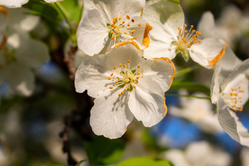 Spring Blooms Flowers 4