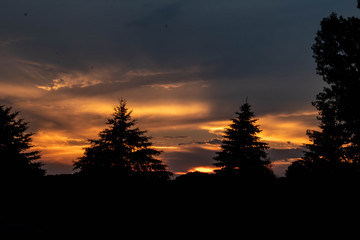 Silhouette Pine Tree Landscape sunset sunrise (1)