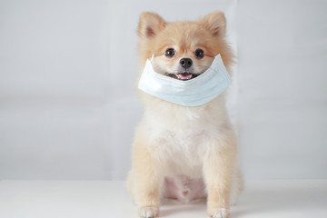 Small dog breeds or Pomeranian with brown hairs sitting on the white table with white background and wearing mask for protect a pollution or disease Covid-19