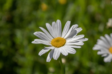 Fototapeta premium Close of white and yellow wildflowers (6)