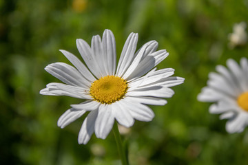 Fototapeta premium White and Yellow wildflowers (5)