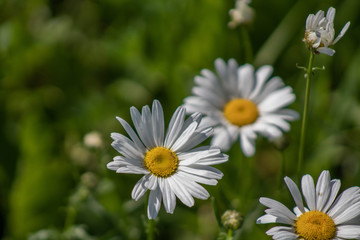 White and Yellow wildflowers (4)