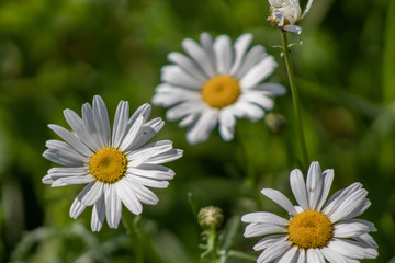 White and Yellow wildflowers (3)