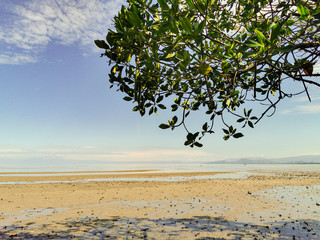 Blue sky and shade trees mangrove in summer and sunny day. Natural scenery on the beach at low tide