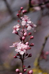 almonds tree  flowes on a twing bee blured background in spring season day