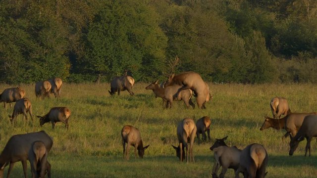 Elk mating in a field.  Filmed in 4K 60fps, slowed to 50%