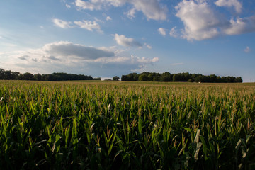Agriculture Cornfield and Sky with Clouds (2)