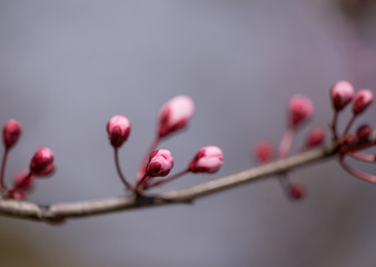 almonds tree  flowes on a twing bee blured background in spring season day