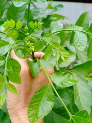 Pierre ex Guillaumin