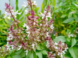 Holy basil, Sacred basil,  Basil