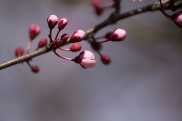 almonds tree  flowes on a twing bee blured background in spring season day
