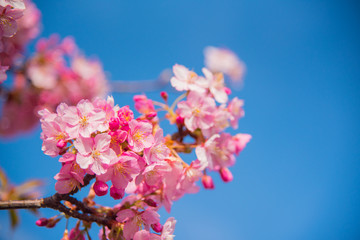Fototapeta na wymiar ピンク色の桜と青空