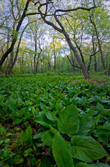  One of the first plants to emerge in spring, skunk cabbage covers the forest floor in a Midwest forest.