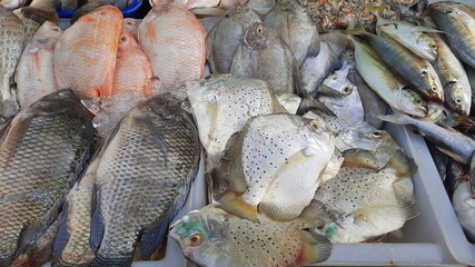 Ocean fish in shop at local seafood market., Thailand.