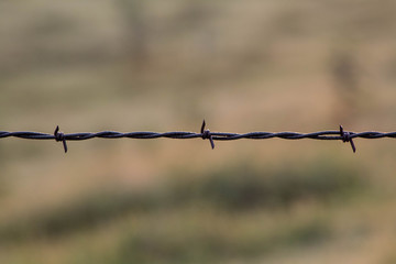 Macro of Barbed Wire