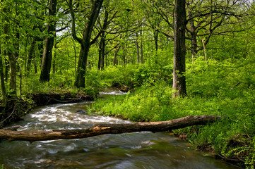 A creek swollen by spring rains rushes through a woodland landscape.