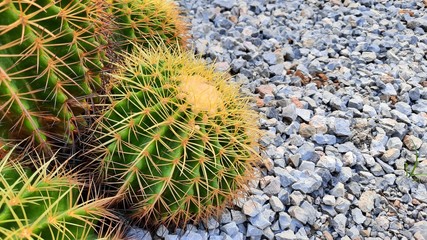 Cactus in Japanese rock garden.