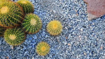 Cactus in Japanese rock garden.