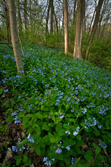 Soft light on a carpet of virginia bluebells in a spring forest.