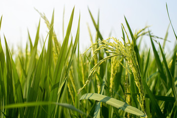 A close up of green rice paddy fields in the morning