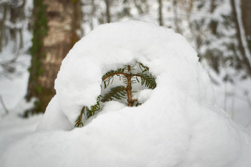 A small tree is covered with a snow blanket.
