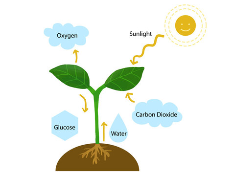 Educational illustration of how plants' photosynthesis works