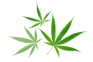 Marijuana or cannabis leaf isolated on white background. 