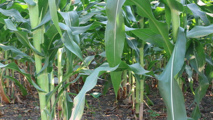 Grain crops in Thailand that produce large seeds or seeds are located in rows on the cob. There are many species that produce many products, both humans and animals.