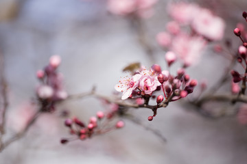 almonds tree  flowes on a twing bee blured background in spring season day