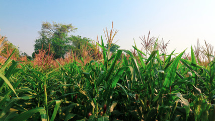 Baby Corn Not yet fully developed