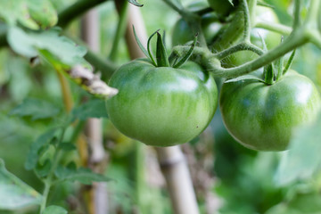 green tomatoes not yet ripe on organic garden plants