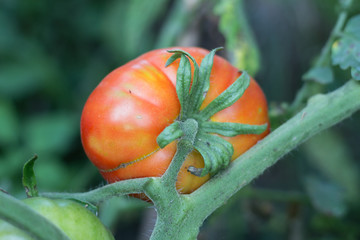 ripe red tomato fruit on the organic garden plant