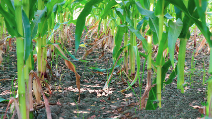 Grain crops in Thailand that produce large seeds or seeds are located in rows on the cob. There are many species that produce many products, both humans and animals.
