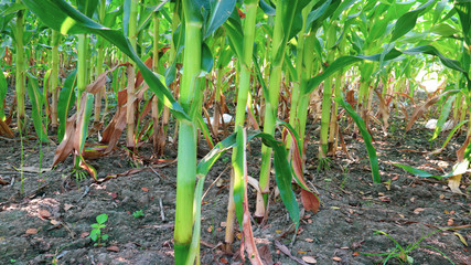 Grain crops in Thailand that produce large seeds or seeds are located in rows on the cob. There are many species that produce many products, both humans and animals.