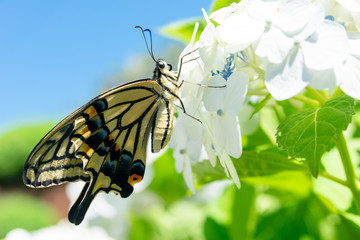 アジサイとナミアゲハ