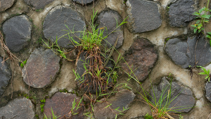 Wild weeds are walled in stone