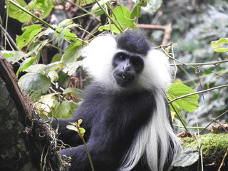 Rwenzori colobus in Nyungwe, Rwanda