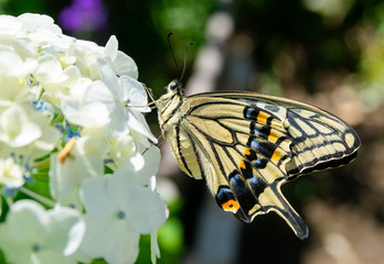 アジサイとナミアゲハ