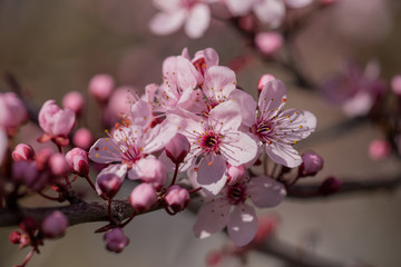 almonds tree  flowes on a twing bee blured background in spring season day