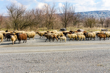 Obraz premium Flock of the sheeps running on asphalt road