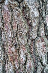 bark of a tree