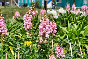 Obraz premium flowers in the garden