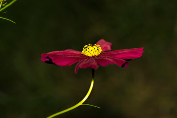 Violet cosmos flower in the garden       