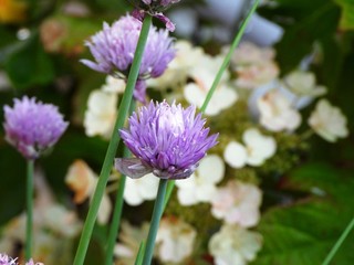 Purple Chives flower with Hydrangea background