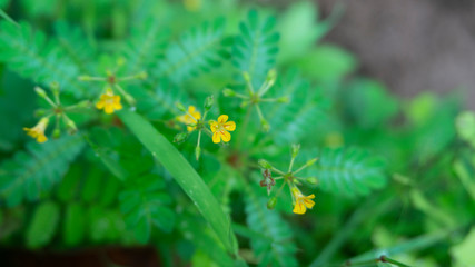 Wild flowers with pistils and beautiful yellow flower petals