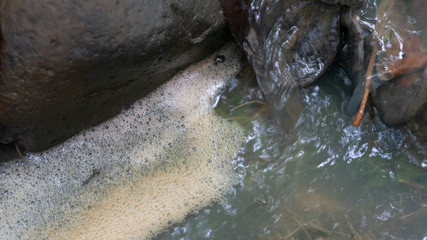 Scum bubbles floating on a surface of polluted water