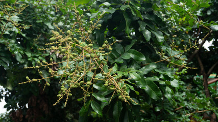 Dimocarpus longan fruit, one of the fruits with sweet taste and has good business value