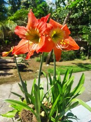 red flowers in the garden