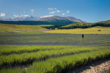 Obraz premium Lavender flowers meadow and mountains range on the horizon, Pukaki area, NZ