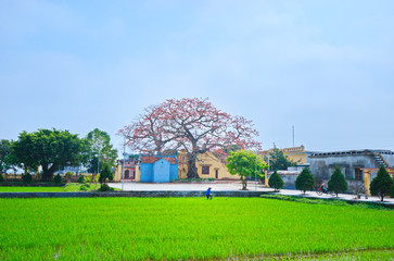 QUANG BINH, THAI BINH PROVINCE, VIETNAM - MARCH 08, 2019:  An unidentified woman planting rice on the field near two beautiful Bombax trees.